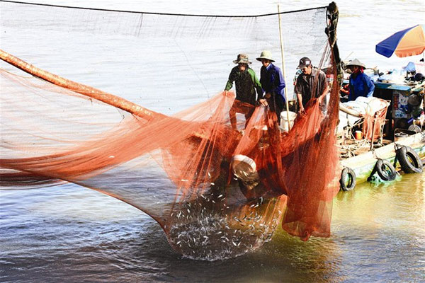 Linh fish, flooding season, Mekong Delta, Vietnam economy, Vietnamnet bridge, English news about Vietnam, Vietnam news, news about Vietnam, English news, Vietnamnet news, latest news on Vietnam, Vietnam