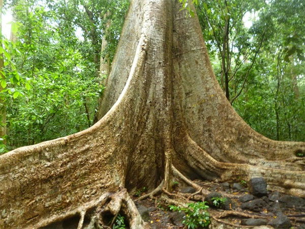 Nam Cat Tien National Park, biodiverse area, lowland tropical rainforest, Vietnam economy, Vietnamnet bridge, English news about Vietnam, Vietnam news, news about Vietnam, English news, Vietnamnet news, latest news on Vietnam, Vietnam