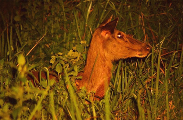 Nam Cat Tien National Park, biodiverse area, lowland tropical rainforest, Vietnam economy, Vietnamnet bridge, English news about Vietnam, Vietnam news, news about Vietnam, English news, Vietnamnet news, latest news on Vietnam, Vietnam