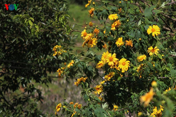 Lai Chau, wild sunflowers, blossoming, Vietnam economy, Vietnamnet bridge, English news about Vietnam, Vietnam news, news about Vietnam, English news, Vietnamnet news, latest news on Vietnam, Vietnam