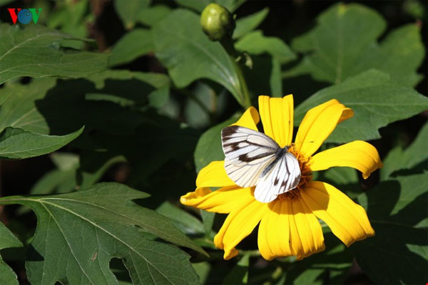 Lai Chau, wild sunflowers, blossoming, Vietnam economy, Vietnamnet bridge, English news about Vietnam, Vietnam news, news about Vietnam, English news, Vietnamnet news, latest news on Vietnam, Vietnam