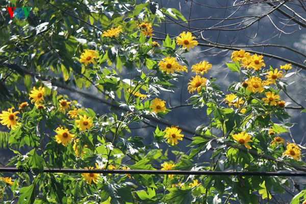 Lai Chau, wild sunflowers, blossoming, Vietnam economy, Vietnamnet bridge, English news about Vietnam, Vietnam news, news about Vietnam, English news, Vietnamnet news, latest news on Vietnam, Vietnam