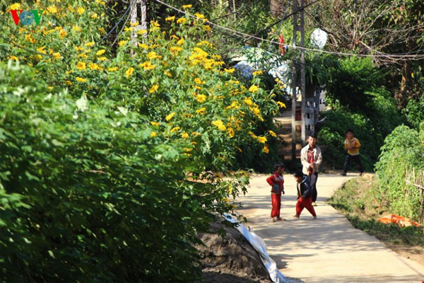 Lai Chau, wild sunflowers, blossoming, Vietnam economy, Vietnamnet bridge, English news about Vietnam, Vietnam news, news about Vietnam, English news, Vietnamnet news, latest news on Vietnam, Vietnam