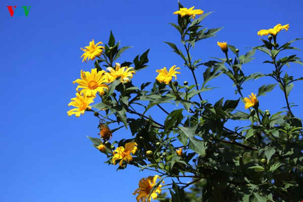 Lai Chau, wild sunflowers, blossoming, Vietnam economy, Vietnamnet bridge, English news about Vietnam, Vietnam news, news about Vietnam, English news, Vietnamnet news, latest news on Vietnam, Vietnam