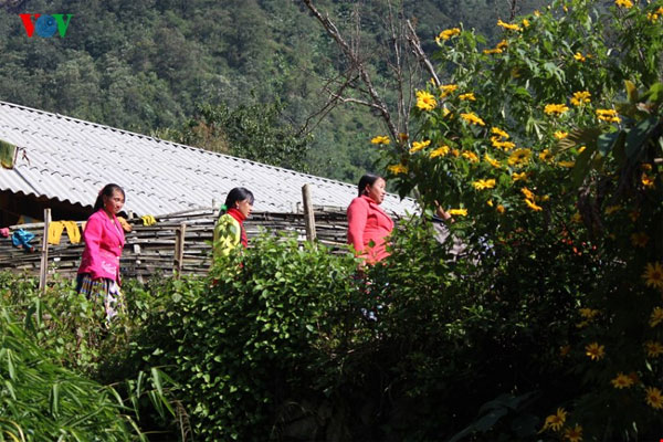 Lai Chau, wild sunflowers, blossoming, Vietnam economy, Vietnamnet bridge, English news about Vietnam, Vietnam news, news about Vietnam, English news, Vietnamnet news, latest news on Vietnam, Vietnam