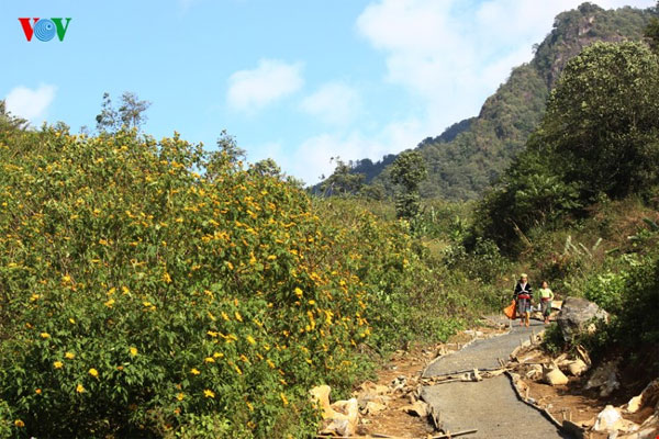 Lai Chau, wild sunflowers, blossoming, Vietnam economy, Vietnamnet bridge, English news about Vietnam, Vietnam news, news about Vietnam, English news, Vietnamnet news, latest news on Vietnam, Vietnam