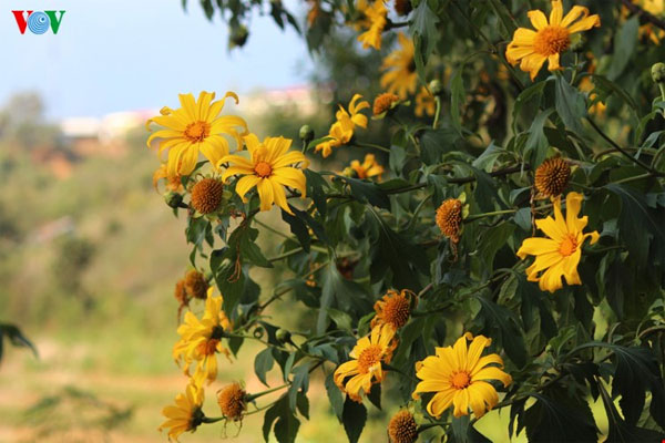 Lai Chau, wild sunflowers, blossoming, Vietnam economy, Vietnamnet bridge, English news about Vietnam, Vietnam news, news about Vietnam, English news, Vietnamnet news, latest news on Vietnam, Vietnam