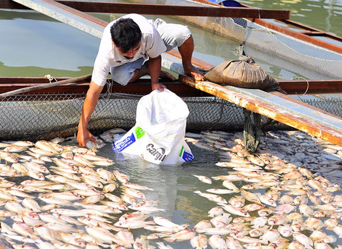 Over 100 tons of dead fish in Dong Nai River, pollution in dong nai river, dead fish, social news, vietnamnet bridge, english news, Vietnam news, news Vietnam, vietnamnet news, Vietnam net news, Vietnam latest news, vn news, Vietnam breaking news