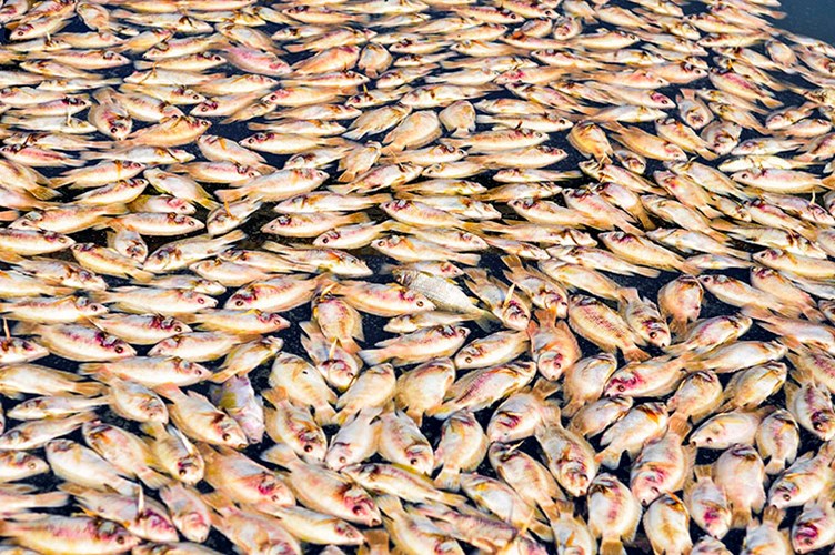 Over 100 tons of dead fish in Dong Nai River, pollution in dong nai river, dead fish, social news, vietnamnet bridge, english news, Vietnam news, news Vietnam, vietnamnet news, Vietnam net news, Vietnam latest news, vn news, Vietnam breaking news