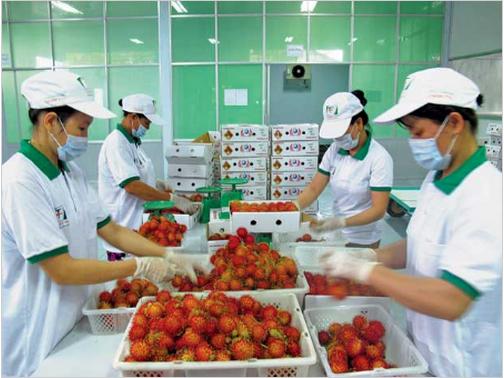 Vietnamese fruit exporters enjoy larger market in 2015, Singapore: Sweet potatoes grown in Vietnam are safe, FPT Software revenue jumps 31 percent, World Bank to help Vietnam develop trade information portal