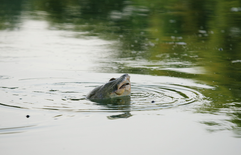 Vietnam’s legendary turtle dies, latest news, breaking news, vn news