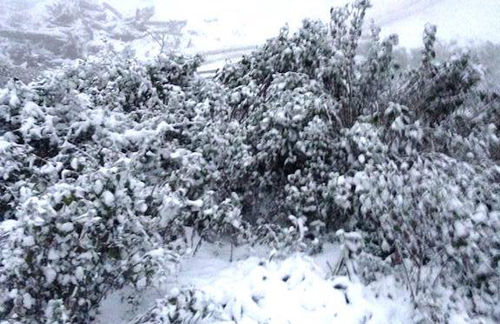 In pictures: Snowfall in central Vietnam for the first time, snow in vietnam, snowfall, sapa, social news, vietnamnet bridge, english news, Vietnam news, news Vietnam, vietnamnet news, Vietnam net news, Vietnam latest news, vn news, Vietnam breaking news
