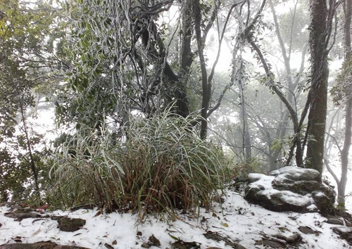 In pictures: Snowfall in central Vietnam for the first time, snow in vietnam, snowfall, sapa, social news, vietnamnet bridge, english news, Vietnam news, news Vietnam, vietnamnet news, Vietnam net news, Vietnam latest news, vn news, Vietnam breaking news
