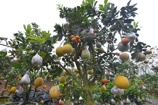 Image: New agricultural products all the rage ahead of Lunar New Year, special trees, unique trees, social news, vietnamnet bridge, english news, Vietnam news, news Vietnam, vietnamnet news, Vietnam net news, Vietnam latest news, vn news