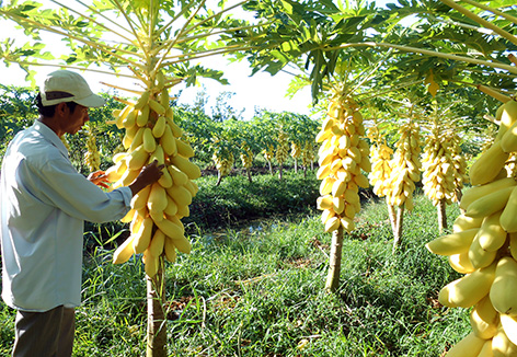 Image: New agricultural products all the rage ahead of Lunar New Year, special trees, unique trees, social news, vietnamnet bridge, english news, Vietnam news, news Vietnam, vietnamnet news, Vietnam net news, Vietnam latest news, vn news