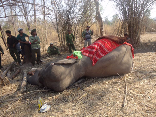 Vietnam may have to “borrow” Thai elephants for breeding, buon don, don village, vn elephants, environmental news, sci-tech news, vietnamnet bridge, english news, Vietnam news, news Vietnam, vietnamnet news, Vietnam net news, Vietnam latest news, Vietnam