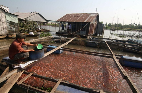 Saudi Arabia halts shrimp imports from Vietnam, VASEP requests foreign loans, Credit redirected to production, business, ACB 'actively' handling bad debts, says official, Multiple incentives sought for Thai Nguyen steel project