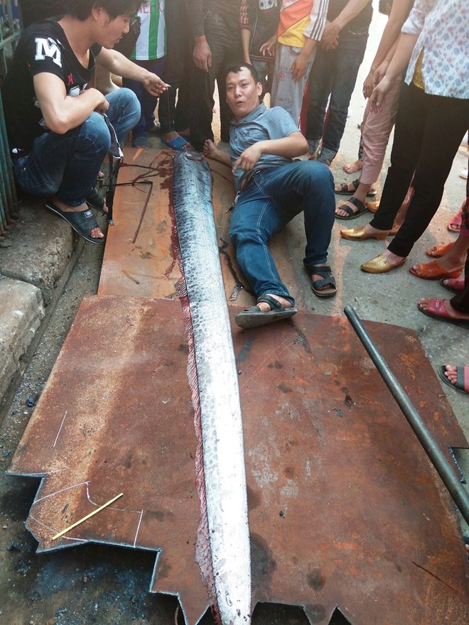 4m long giant oarfish caught in central Vietnam, social news, vietnamnet bridge, english news, Vietnam news, news Vietnam, vietnamnet news, Vietnam net news, Vietnam latest news, vn news, Vietnam breaking news