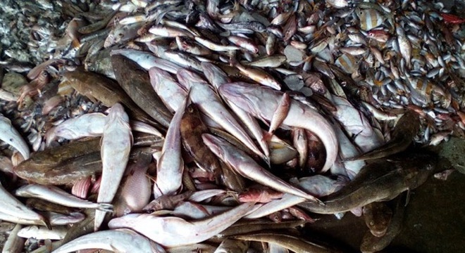 Ministry set to investigate cause of mass fish deaths in central Vietnam, environmental news, sci-tech news, vietnamnet bridge, english news, Vietnam news, news Vietnam, vietnamnet news, Vietnam net news, Vietnam latest news, Vietnam breaking news, vn new