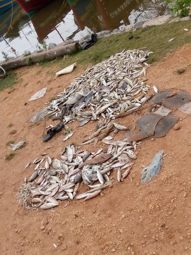 Ministry set to investigate cause of mass fish deaths in central Vietnam, environmental news, sci-tech news, vietnamnet bridge, english news, Vietnam news, news Vietnam, vietnamnet news, Vietnam net news, Vietnam latest news, Vietnam breaking news, vn new