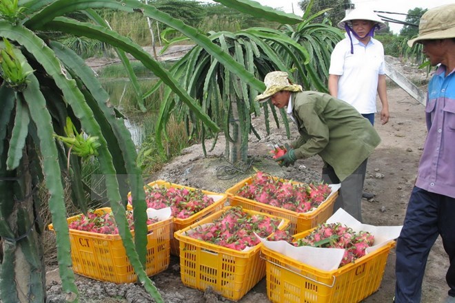 Australia considers dragon fruit imports from Vietnam, Viglacera to increase charter capital to $137m this year, Viettel Global earns $58 million profit from overseas markets, Kim Long Securities to close doors