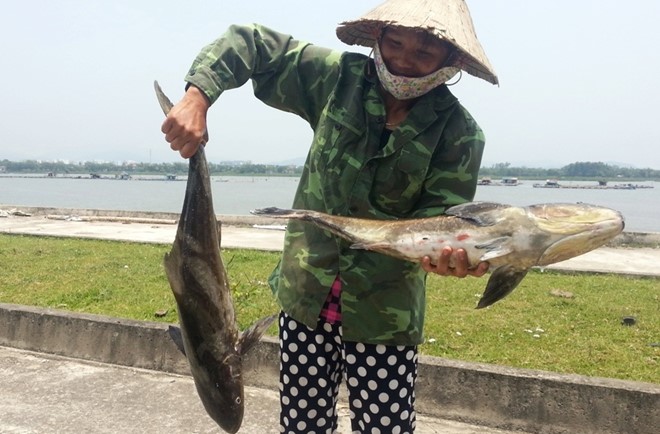 Tons of caged fish die in Thanh Hoa, environmental news, sci-tech news, vietnamnet bridge, english news, Vietnam news, news Vietnam, vietnamnet news, Vietnam net news, Vietnam latest news, Vietnam breaking news, vn news