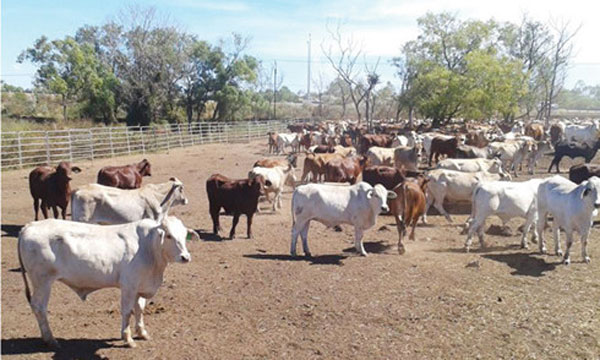 Cattle Feeders In Vietnam Feel Sting Of Fast Changing Market