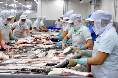 US ending catfish inspection: Good news for Vietnam’s tra industry, vietnam economy, business news, vn news, vietnamnet bridge, english news, Vietnam news, news Vietnam, vietnamnet news, vn news, Vietnam net news, Vietnam latest news, Vietnam breaking new