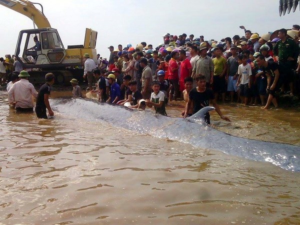 Dead whale buried in Nghe An, Farmers get zero-interest loans to send children to school, Vietnamese food delights guests at event in Argentina, Vietnam promotes anti-smoking campaign, Global start-up contest for students comes to VN