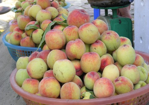 10 best-known orchards in Vietnam, travel news, Vietnam guide, Vietnam airlines, Vietnam tour, tour Vietnam, Hanoi, ho chi minh city, Saigon, travelling to Vietnam, Vietnam travelling, Vietnam travel, vn news