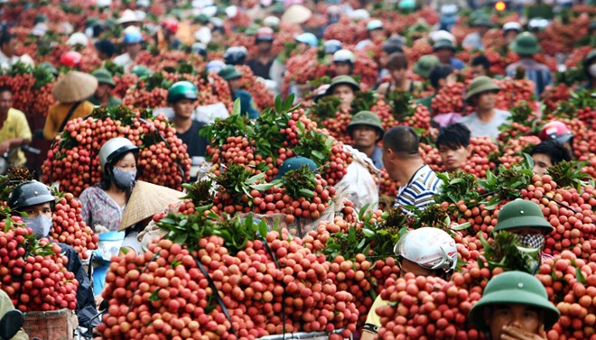 10 best-known orchards in Vietnam, travel news, Vietnam guide, Vietnam airlines, Vietnam tour, tour Vietnam, Hanoi, ho chi minh city, Saigon, travelling to Vietnam, Vietnam travelling, Vietnam travel, vn news