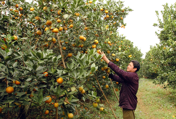 10 best-known orchards in Vietnam, travel news, Vietnam guide, Vietnam airlines, Vietnam tour, tour Vietnam, Hanoi, ho chi minh city, Saigon, travelling to Vietnam, Vietnam travelling, Vietnam travel, vn news