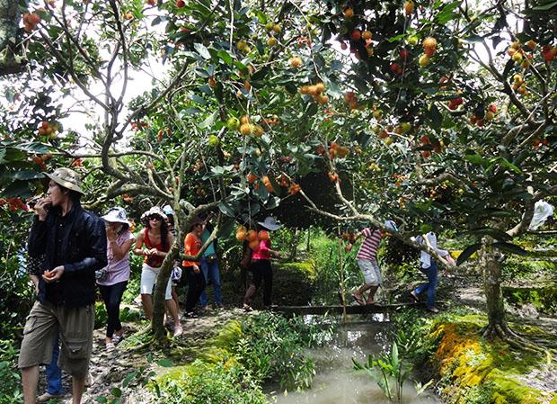 10 best-known orchards in Vietnam, travel news, Vietnam guide, Vietnam airlines, Vietnam tour, tour Vietnam, Hanoi, ho chi minh city, Saigon, travelling to Vietnam, Vietnam travelling, Vietnam travel, vn news