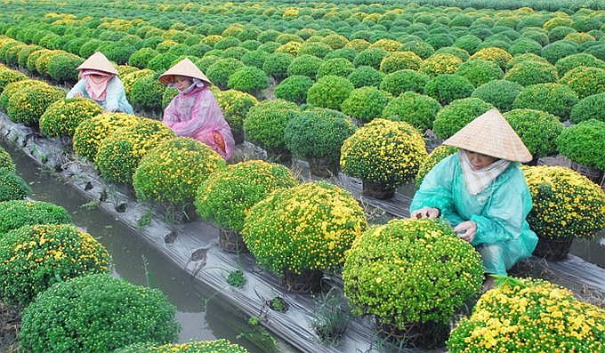 10 best-known orchards in Vietnam, travel news, Vietnam guide, Vietnam airlines, Vietnam tour, tour Vietnam, Hanoi, ho chi minh city, Saigon, travelling to Vietnam, Vietnam travelling, Vietnam travel, vn news