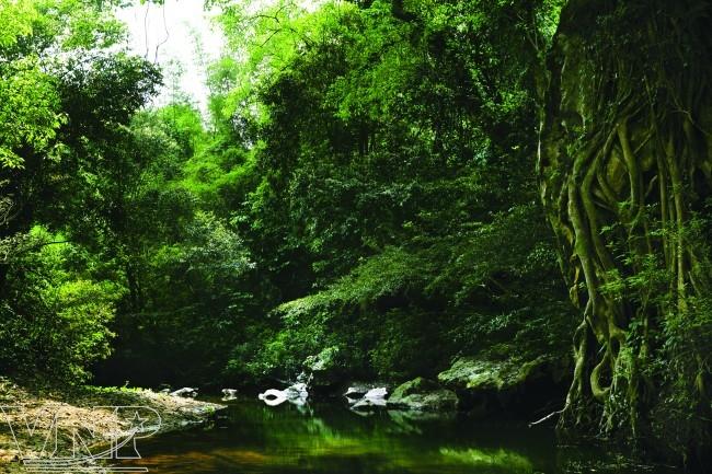 Eight forests suitable for nature enthusiasts in Vietnam, cuc phuong, nam cat tien, york don, u minh ha, travel news, Vietnam guide, Vietnam airlines, Vietnam tour, tour Vietnam, Hanoi, ho chi minh city, Saigon, travelling to Vietnam, Vietnam travelling