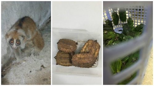 Rare animals rescued in Hanoi, KOICA helps Vietnam recover from post-war bombs, mines, Thailand donates 100,000 USD to Vietnam’s drought sufferers, Vietnamese-funded military facilities inaugurated in Cambodia