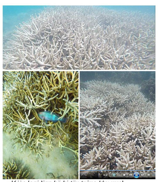 Con Dao coral bleached by high sea temperatures, environmental news, sci-tech news, vietnamnet bridge, english news, Vietnam news, news Vietnam, vietnamnet news, Vietnam net news, Vietnam latest news, Vietnam breaking news, vn news