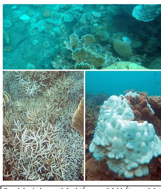 Con Dao coral bleached by high sea temperatures, environmental news, sci-tech news, vietnamnet bridge, english news, Vietnam news, news Vietnam, vietnamnet news, Vietnam net news, Vietnam latest news, Vietnam breaking news, vn news