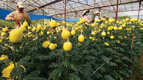 Agricultural businesses set to increase by 10% each year, PM okays abolition of three planned IPs in Hung Yen, Public investment disbursements slow, Vietnam exports 16,000 tonnes of fresh lychee to China
