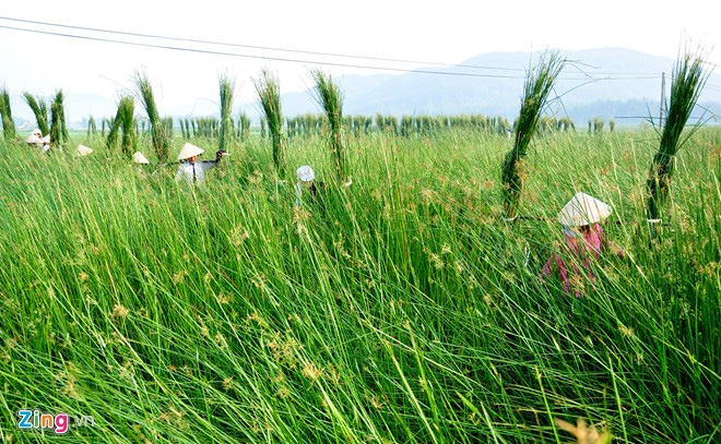 A sedge mat village in Vietnam, binh dinh, hoai nhon, vn traditional job, craft village, social news, vietnamnet bridge, english news, Vietnam news, news Vietnam, vietnamnet news, Vietnam net news, Vietnam latest news, vn news, Vietnam breaking news