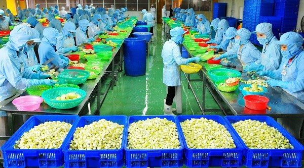 Factory processing fruit for export launched in Ben Tre, Gem, gold firms look to India, Vietcombank hopes to buy HCM City's urban bonds, Vietnam plans sugarcane, rubber intercrops for higher output
