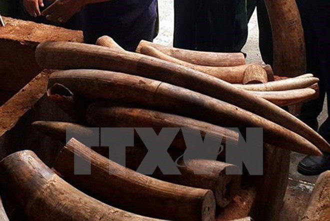 Criminal proceedings launched on elephant tusk smuggling case, Hanoi kicks off southern road construction, Vietnam’s gay-themed movie to premiere online, Maximum number plate fee to rise to VND20 million