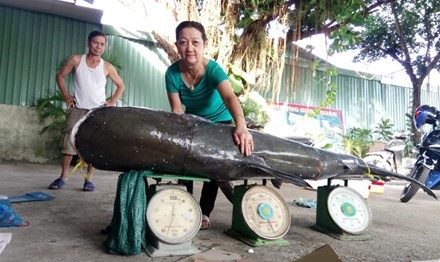 Dak Lak fishermen catch giant 130kg catfish on Serepok River, environmental news, sci-tech news, vietnamnet bridge, english news, Vietnam news, news Vietnam, vietnamnet news, Vietnam net news, Vietnam latest news, Vietnam breaking news, vn news