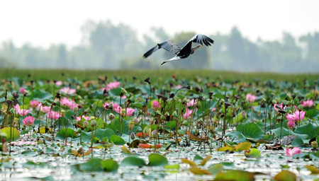 Plain of Reeds during monsoon season, travel news, Vietnam guide, Vietnam airlines, Vietnam tour, tour Vietnam, Hanoi, ho chi minh city, Saigon, travelling to Vietnam, Vietnam travelling, Vietnam travel, vn news