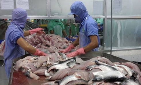 Catfish exports to US face shutdown in 2017, vietnam economy, business news, vn news, vietnamnet bridge, english news, Vietnam news, news Vietnam, vietnamnet news, vn news, Vietnam net news, Vietnam latest news, Vietnam breaking news
