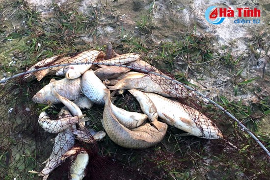 Mass fish deaths occur in Ha Tinh River, environmental news, sci-tech news, vietnamnet bridge, english news, Vietnam news, news Vietnam, vietnamnet news, Vietnam net news, Vietnam latest news, Vietnam breaking news, vn news