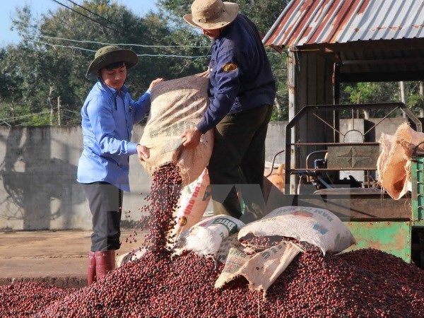 Dak Lak strives to gain global recognition for “Buon Ma Thuot Coffee”, vietnam economy, business news, vn news, vietnamnet bridge, english news, Vietnam news, news Vietnam, vietnamnet news, vn news, Vietnam net news, Vietnam latest news, Vietnam breaking