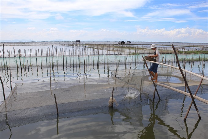 Tam Giang Lagoon: full of all kinds of life, travel news, Vietnam guide, Vietnam airlines, Vietnam tour, tour Vietnam, Hanoi, ho chi minh city, Saigon, travelling to Vietnam, Vietnam travelling, Vietnam travel, vn news