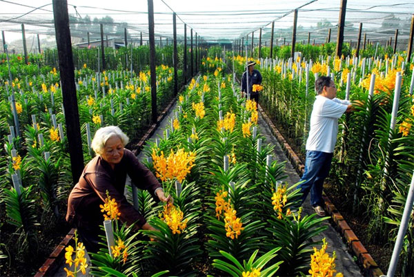 HCM City, hi-tech agriculture, VietGAP standards, Vietnam economy, Vietnamnet bridge, English news about Vietnam, Vietnam news, news about Vietnam, English news, Vietnamnet news, latest news on Vietnam, Vietnam