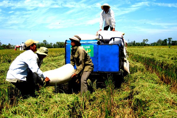 China emerges as Vietnam’s largest fragrant rice importer, vietnam economy, business news, vn news, vietnamnet bridge, english news, Vietnam news, news Vietnam, vietnamnet news, vn news, Vietnam net news, Vietnam latest news, Vietnam reaking news
